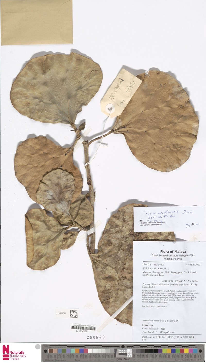 Ficus deltoidea subsp. deltoidea photo 6