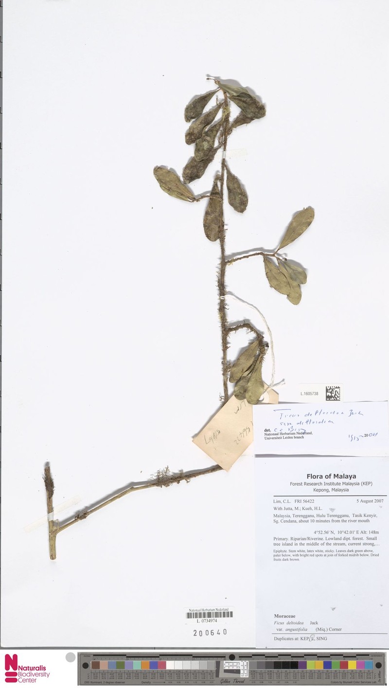 Ficus deltoidea subsp. deltoidea photo 7