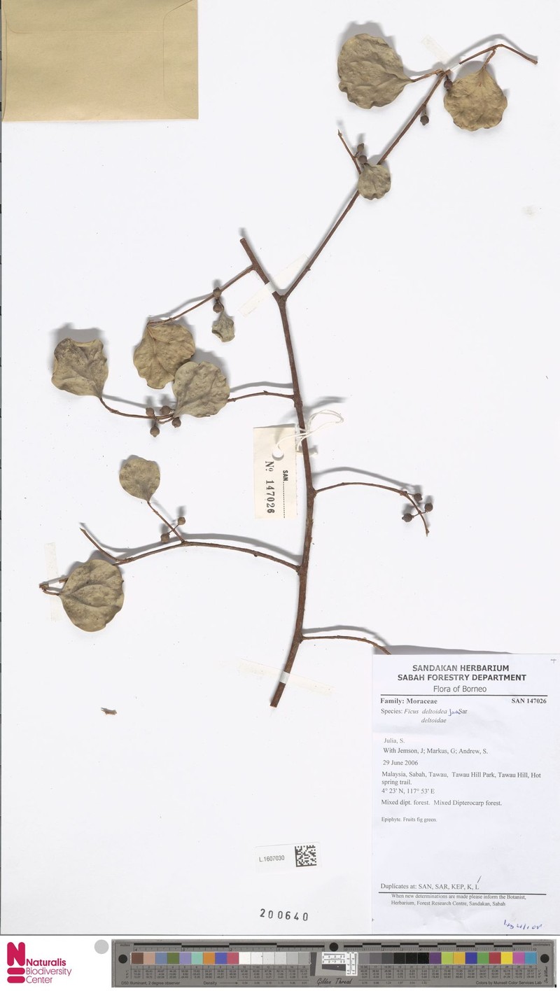 Ficus deltoidea subsp. deltoidea photo 8
