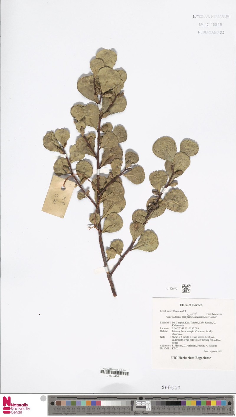 Ficus deltoidea subsp. motleyana