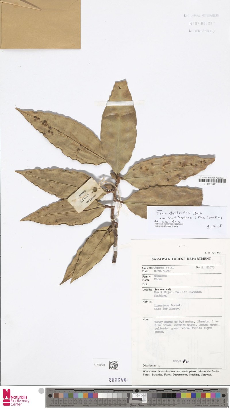 Ficus deltoidea subsp. motleyana photo 2