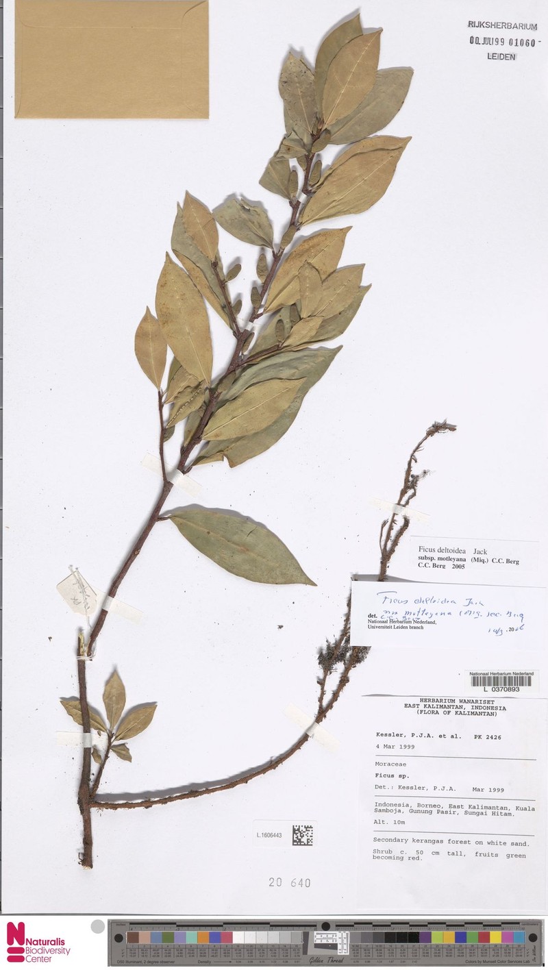 Ficus deltoidea subsp. motleyana photo 3
