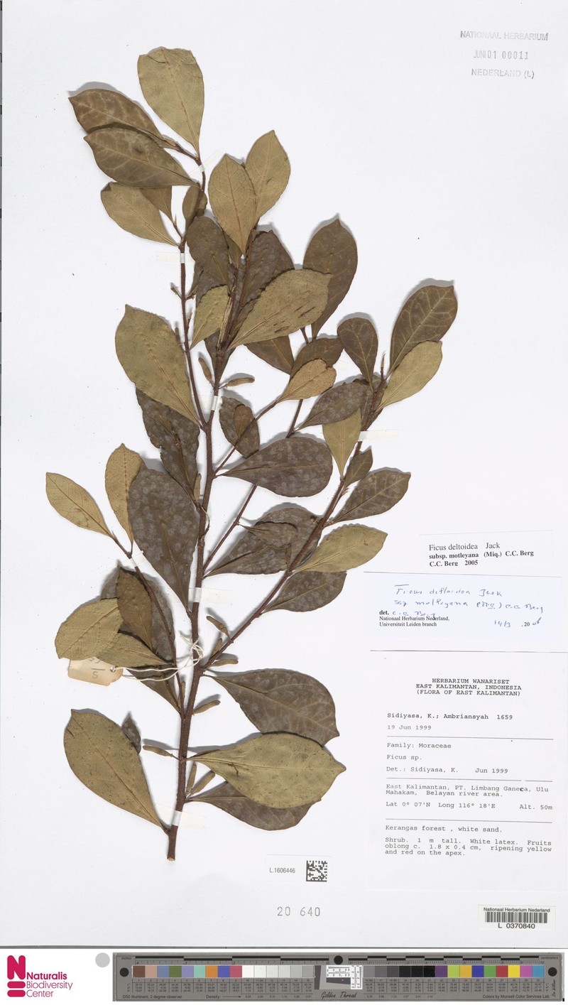 Ficus deltoidea subsp. motleyana photo 4