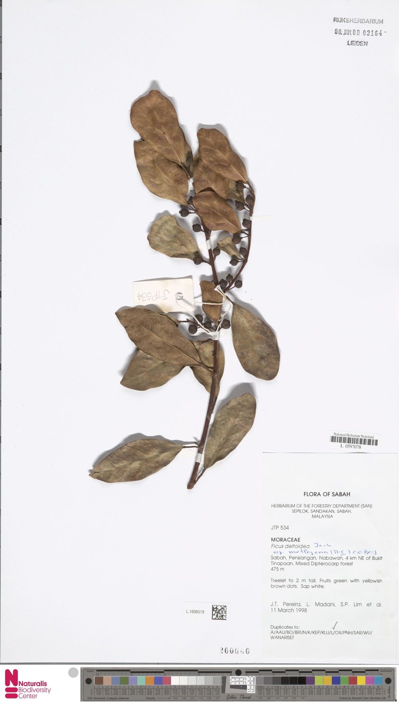 Ficus deltoidea subsp. motleyana photo 5