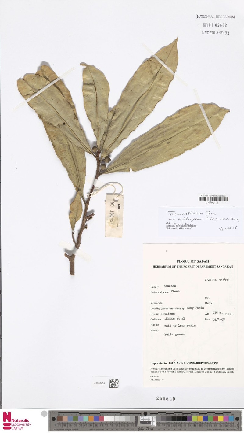 Ficus deltoidea subsp. motleyana photo 6