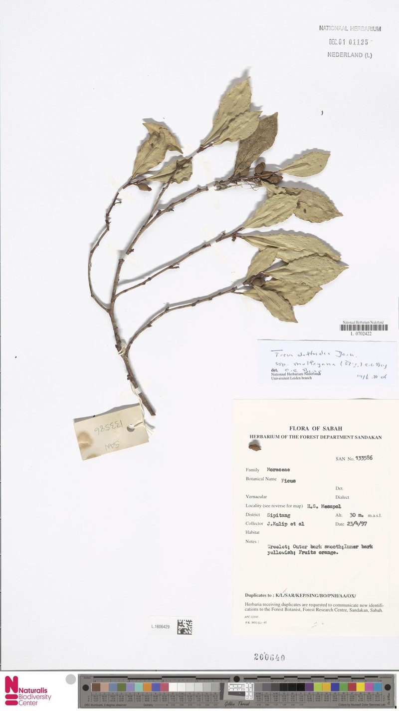Ficus deltoidea subsp. motleyana photo 7