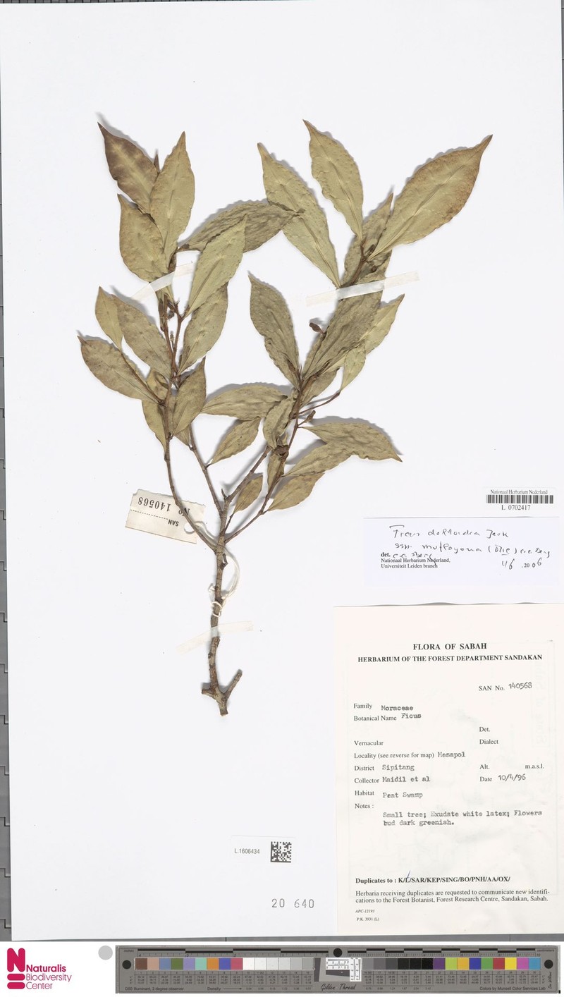 Ficus deltoidea subsp. motleyana photo 8