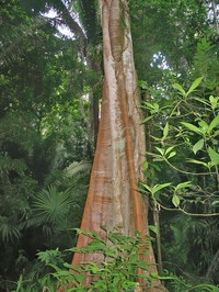 Ficus dendrocida