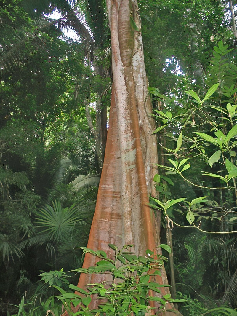 Ficus dendrocida