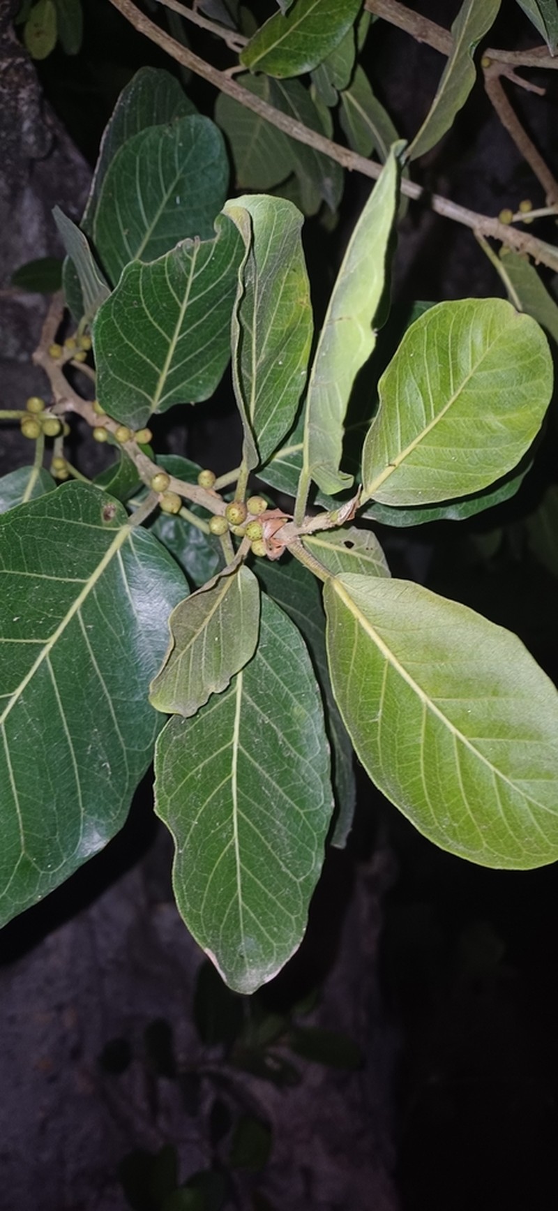 Ficus dendrocida photo 2