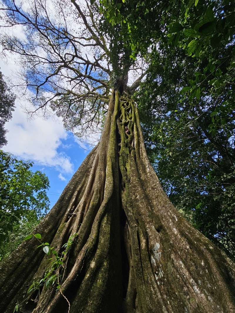 Ficus dendrocida photo 3