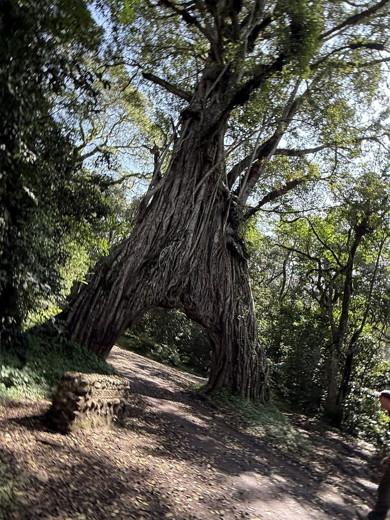 Ficus dendrocida photo 4