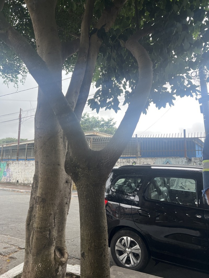 Ficus dendrocida photo 5