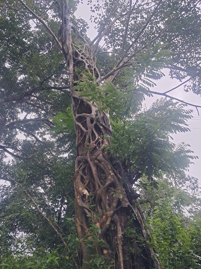 Ficus dendrocida photo 6
