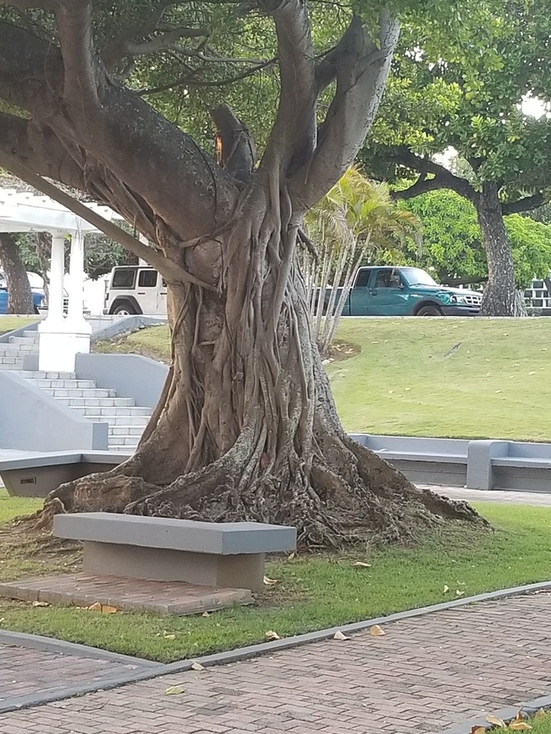 Ficus dendrocida photo 7