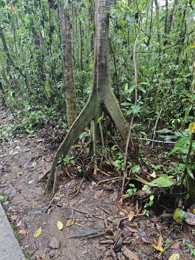 Ficus dendrocida photo 8