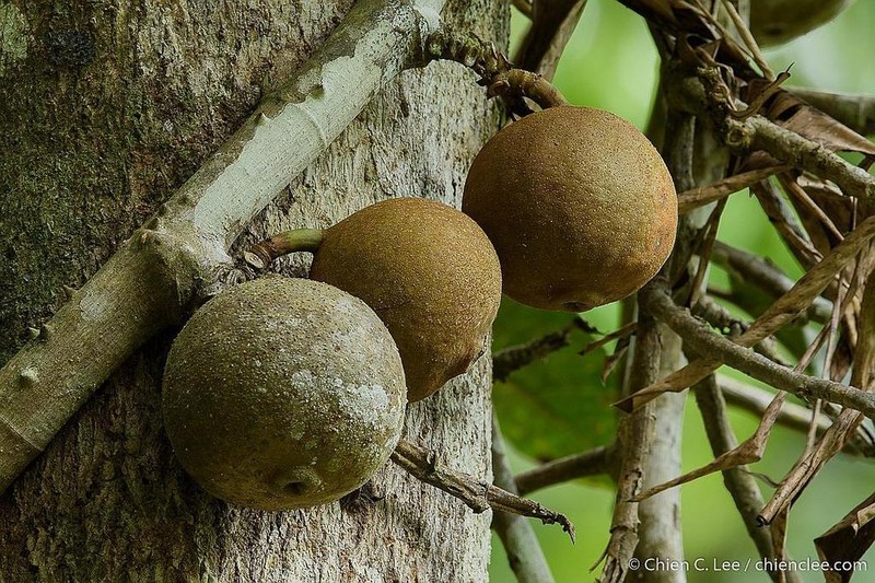 Ficus densechini