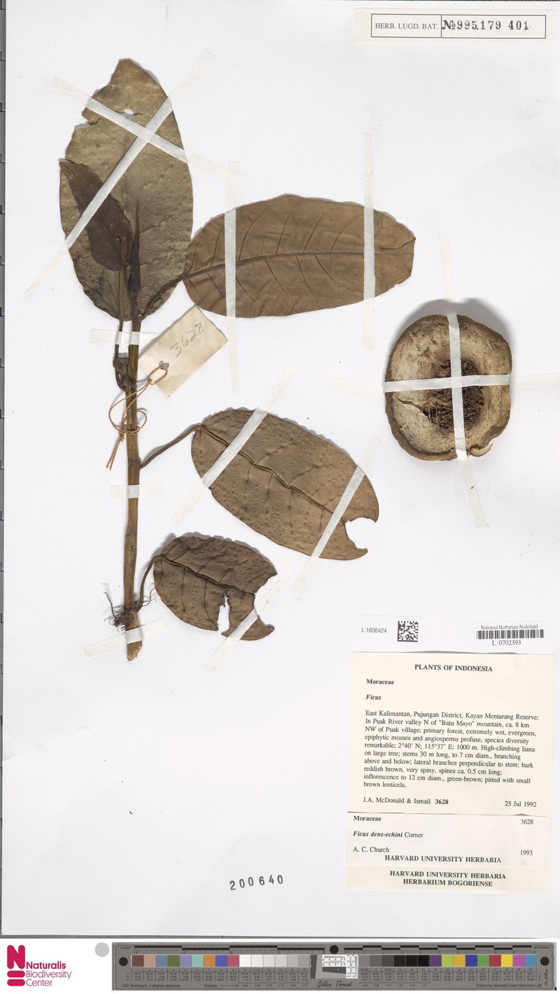 Ficus densechini photo 2