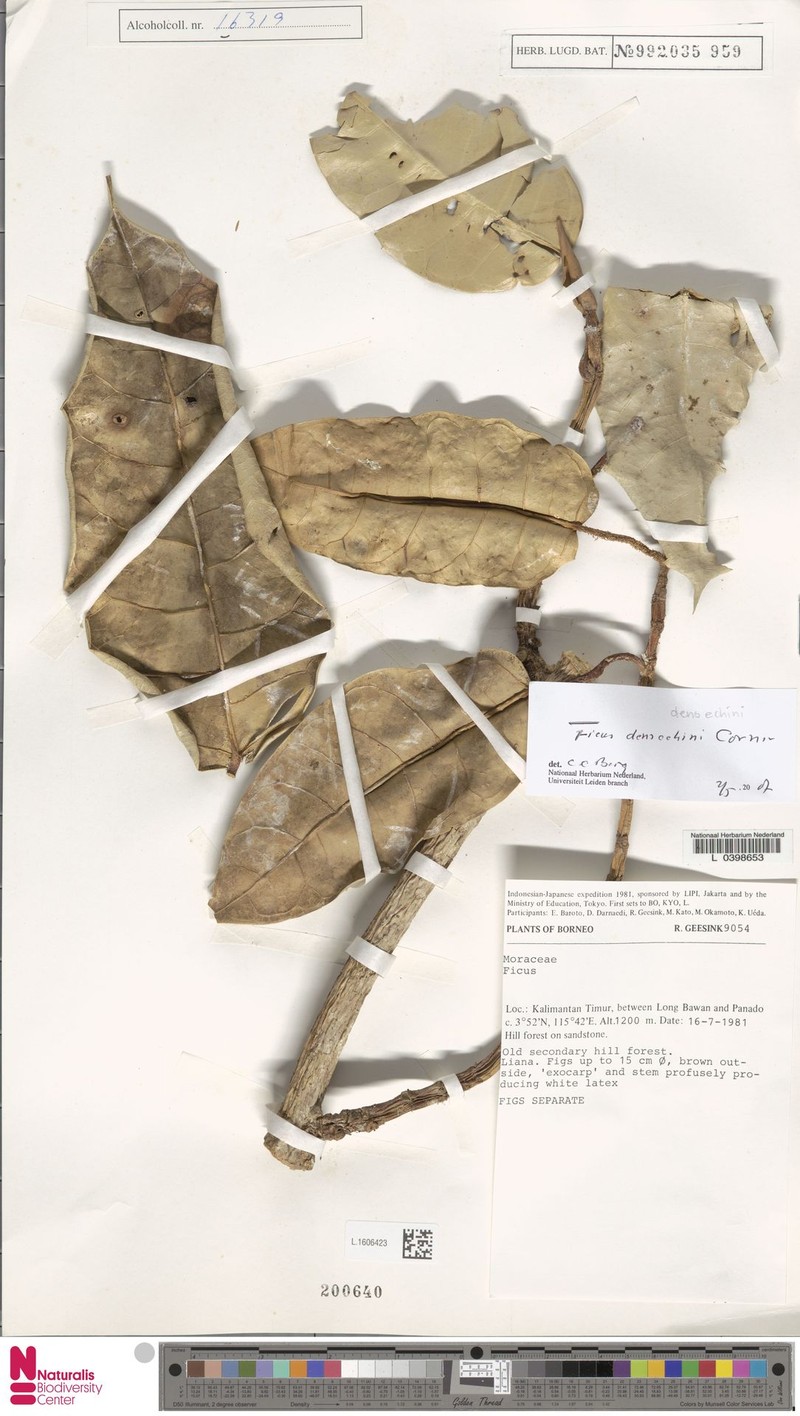 Ficus densechini photo 3