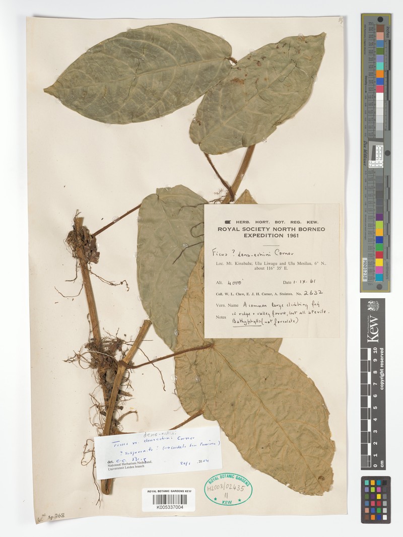 Ficus densechini photo 4