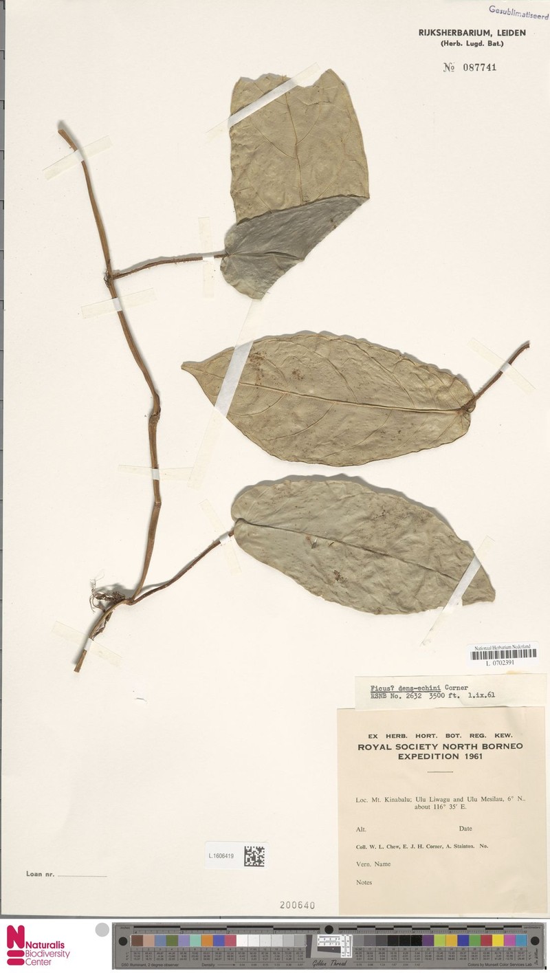Ficus densechini photo 5