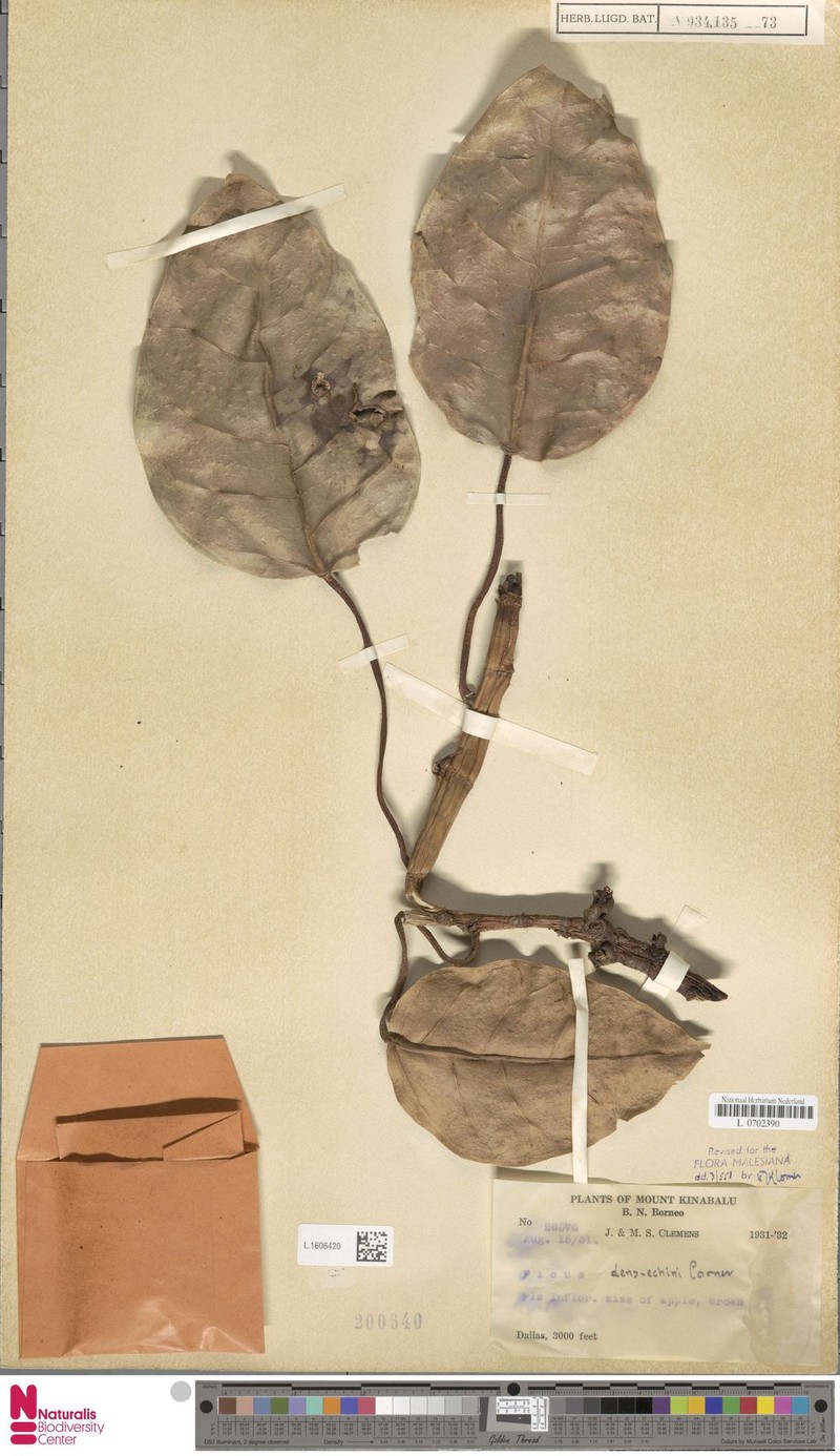 Ficus densechini photo 6