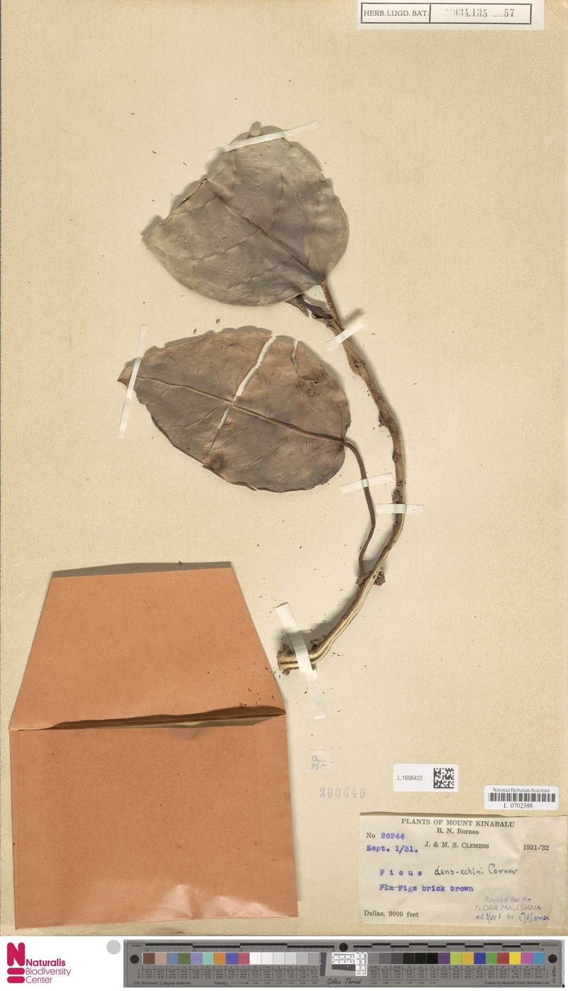 Ficus densechini photo 7