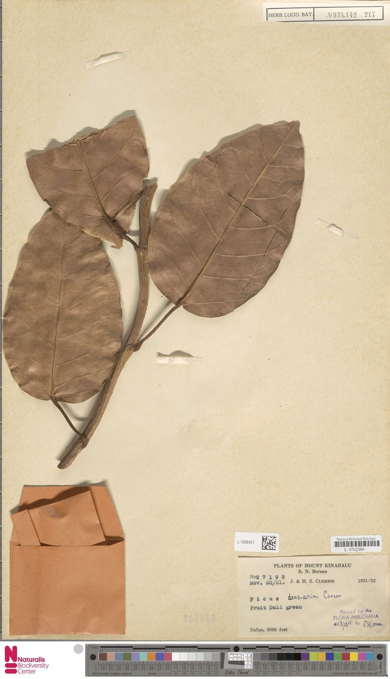 Ficus densechini photo 8
