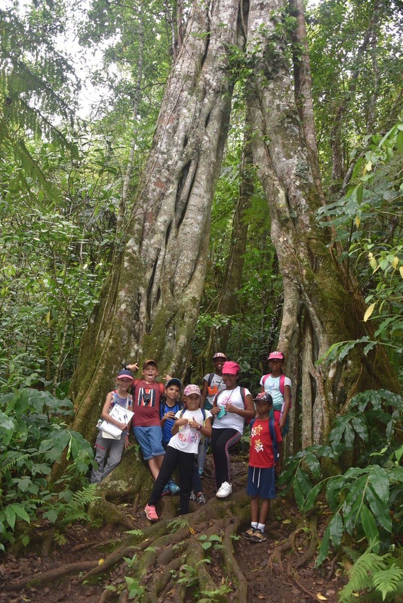 Ficus densifolia photo 2