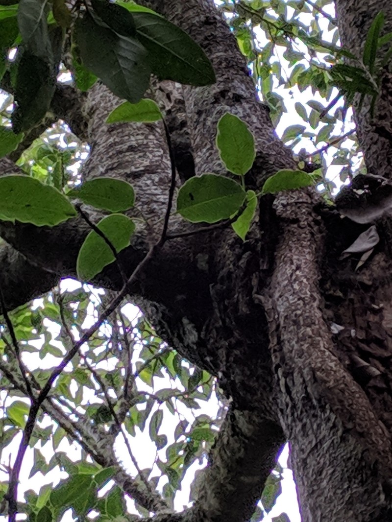 Ficus densifolia photo 3