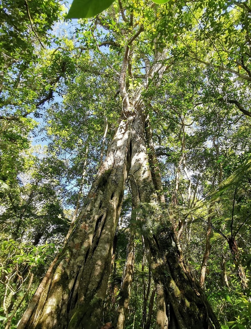 Ficus densifolia photo 4