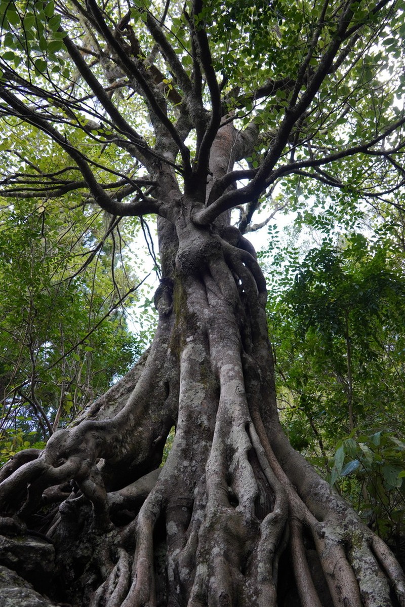 Ficus densifolia photo 5