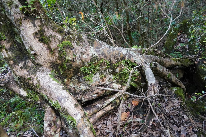 Ficus densifolia photo 6