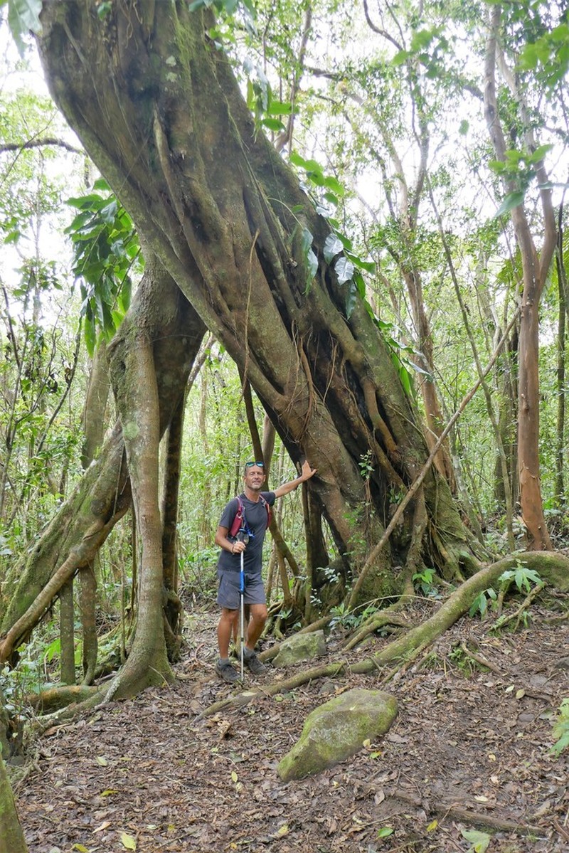 Ficus densifolia photo 7