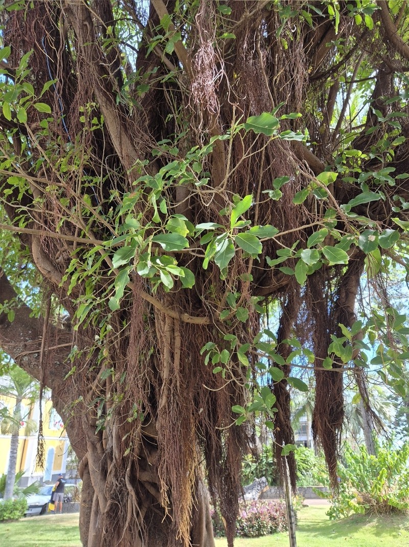 Ficus densifolia photo 8