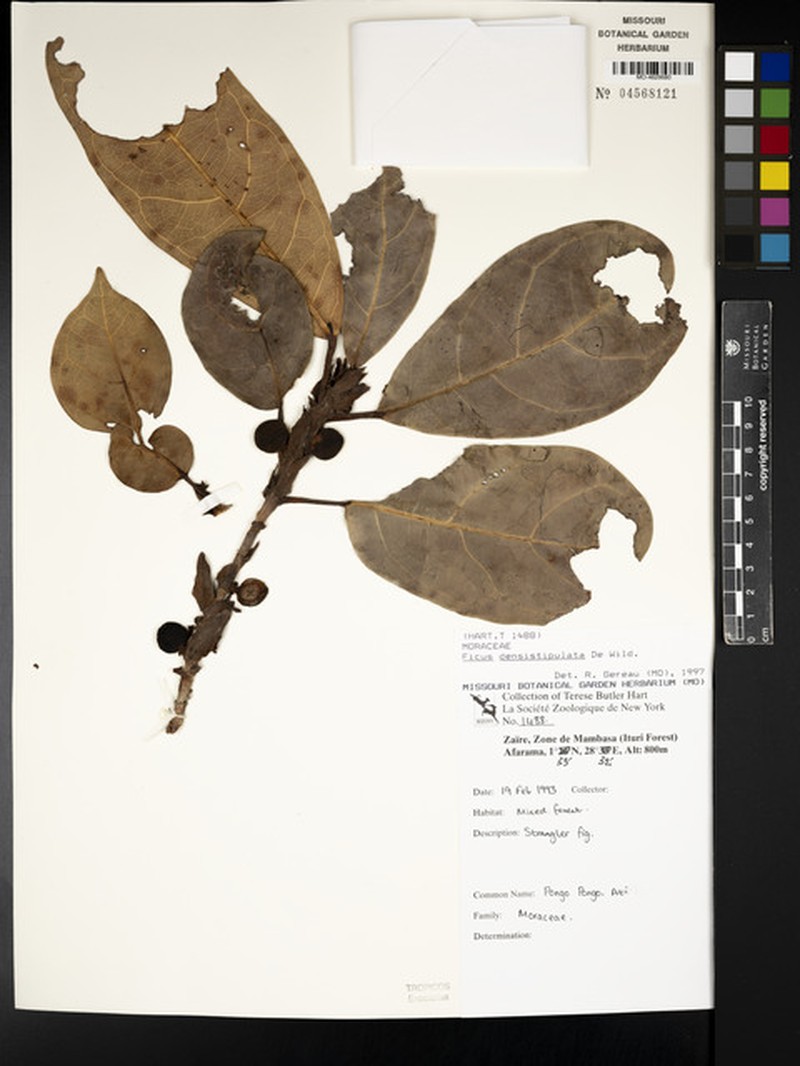 Ficus densistipulata