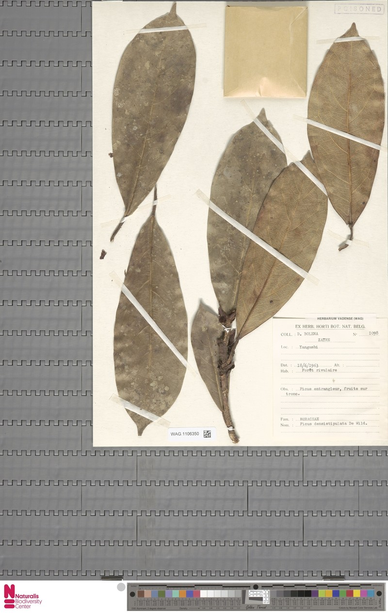 Ficus densistipulata photo 2