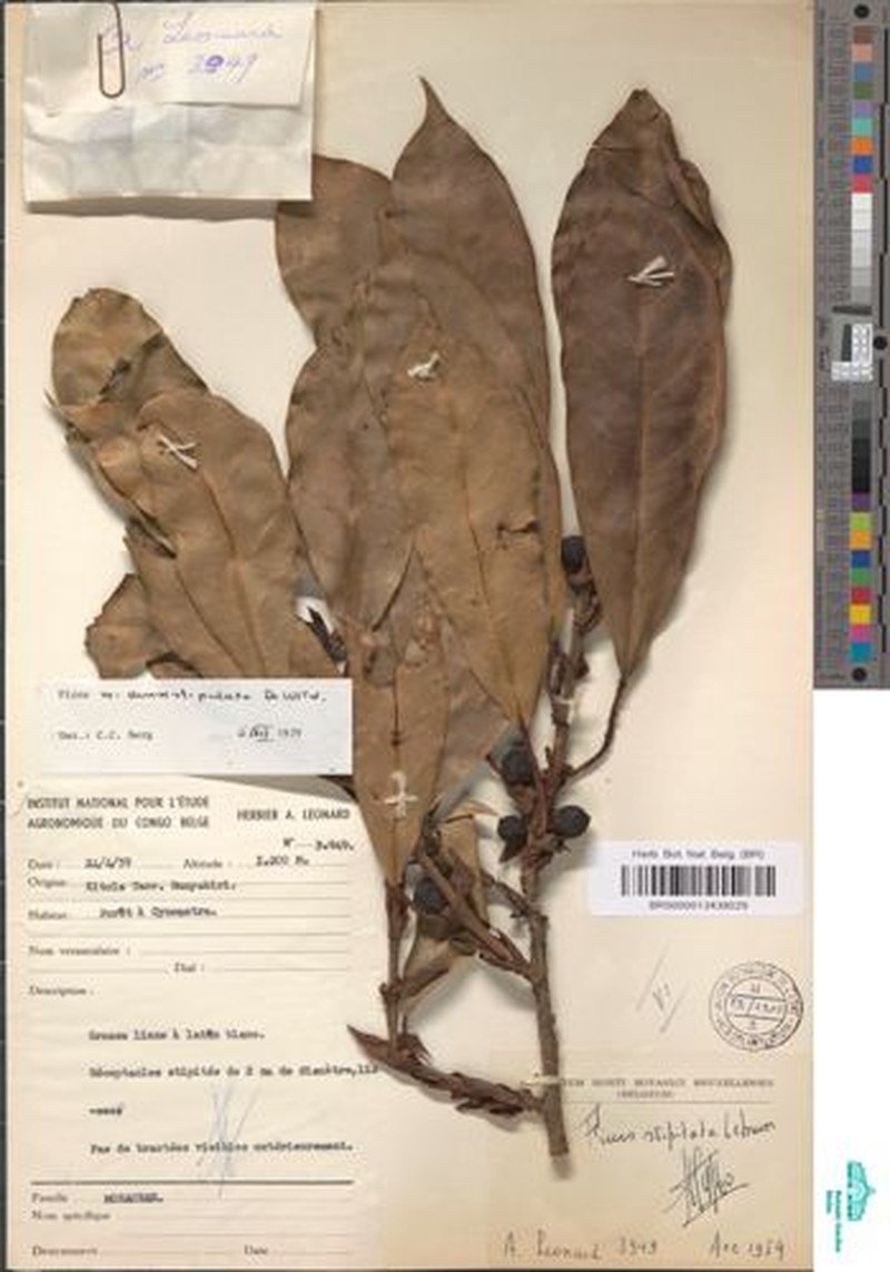 Ficus densistipulata photo 3
