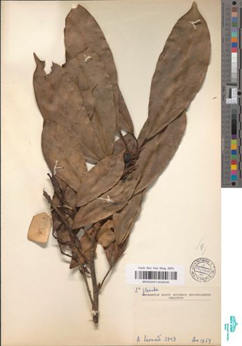 Ficus densistipulata photo 4