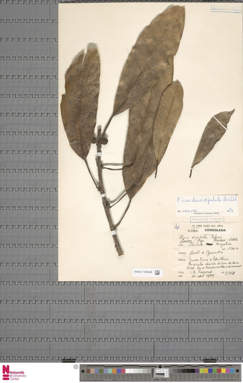 Ficus densistipulata photo 5