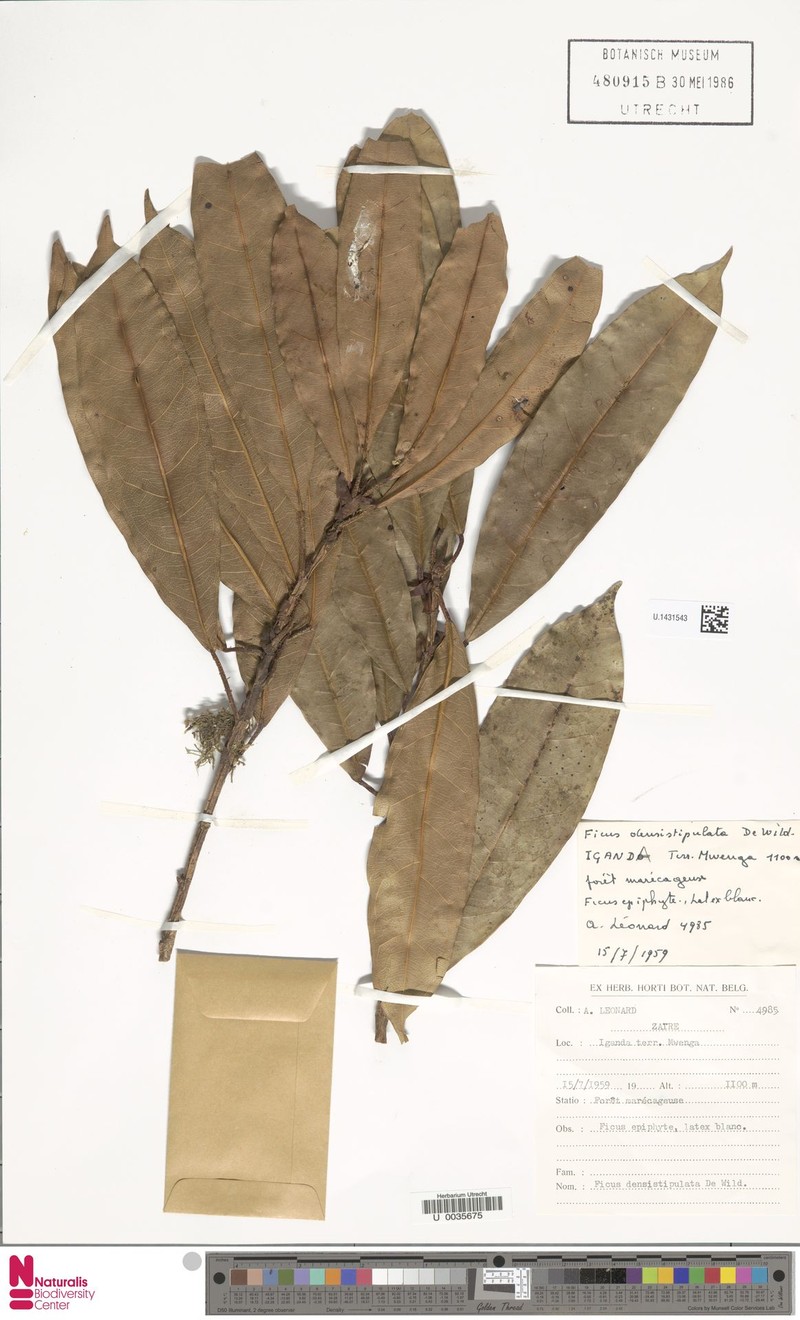 Ficus densistipulata photo 6