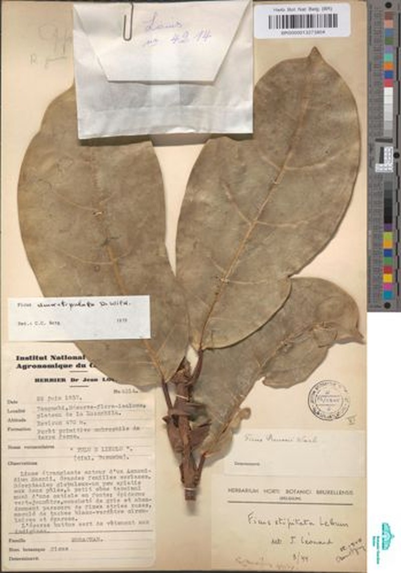 Ficus densistipulata photo 7