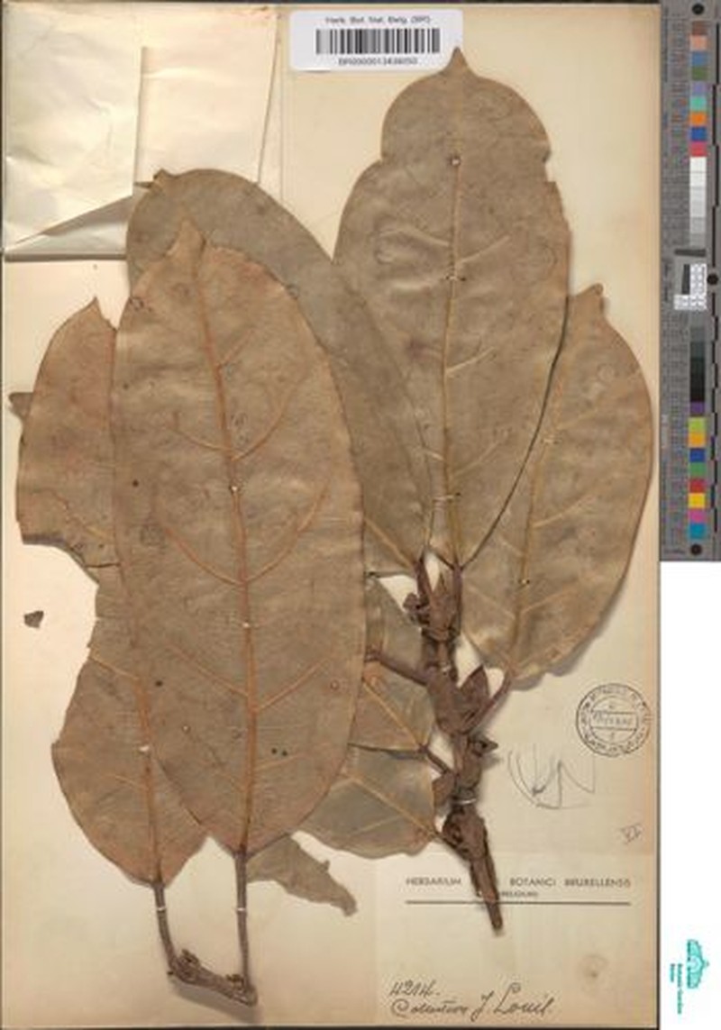 Ficus densistipulata photo 8