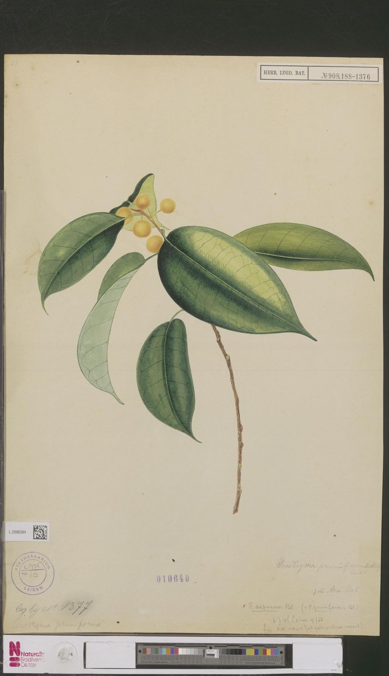 Ficus depressa