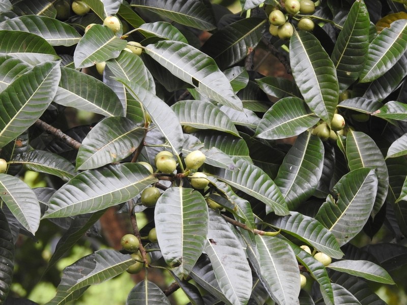 Ficus depressa photo 2
