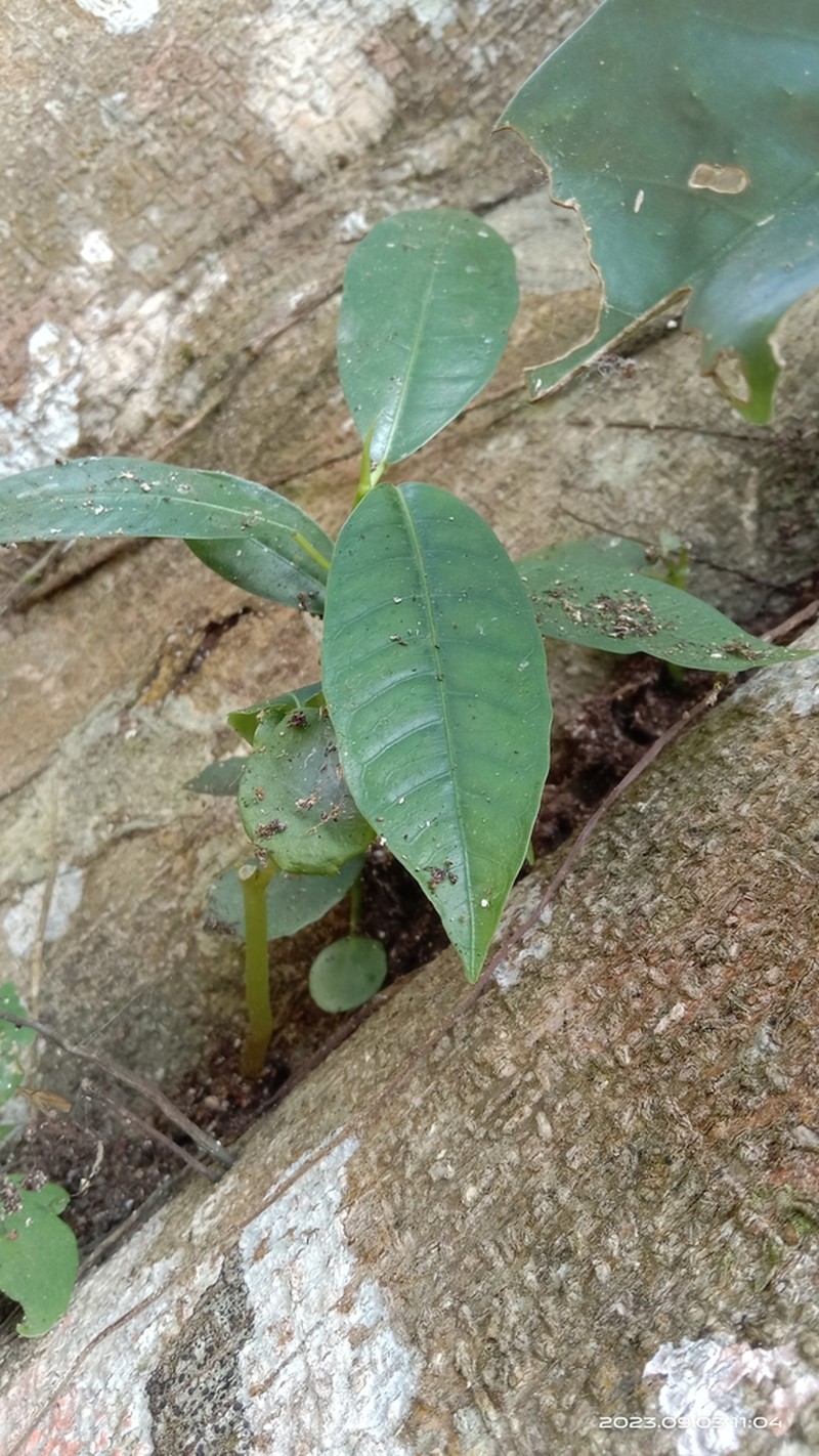Ficus depressa photo 3