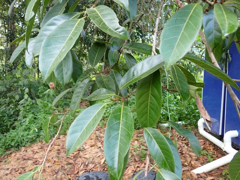 Ficus depressa photo 4