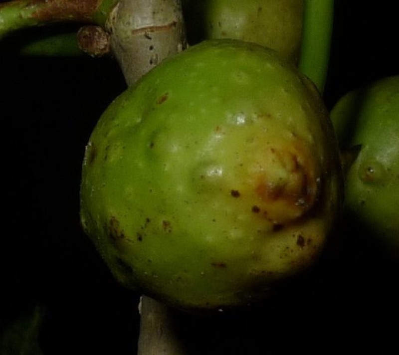 Ficus depressa photo 5