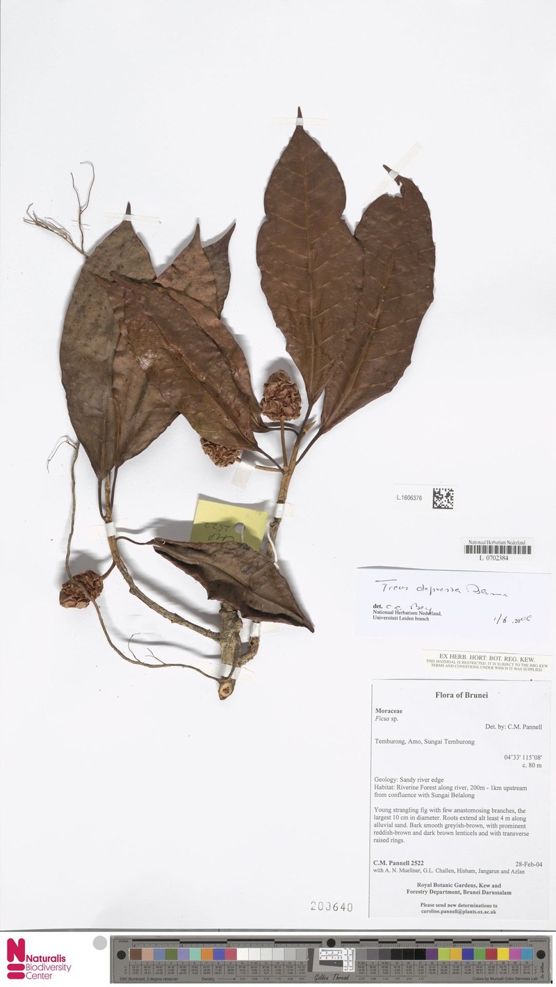 Ficus depressa photo 6