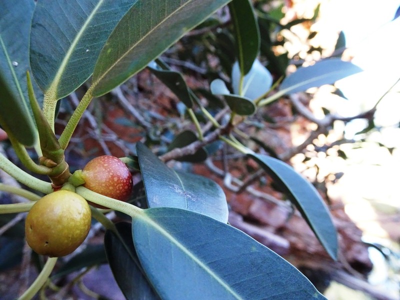 Ficus desertorum